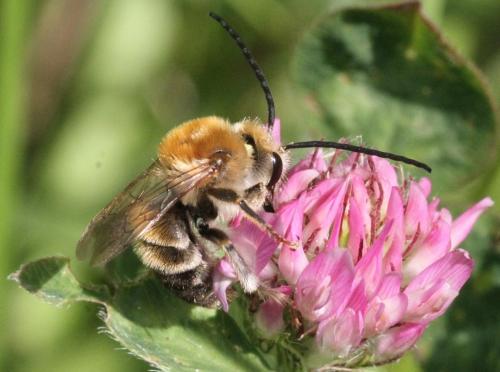 Réf. 323 053 : Eucera sp.